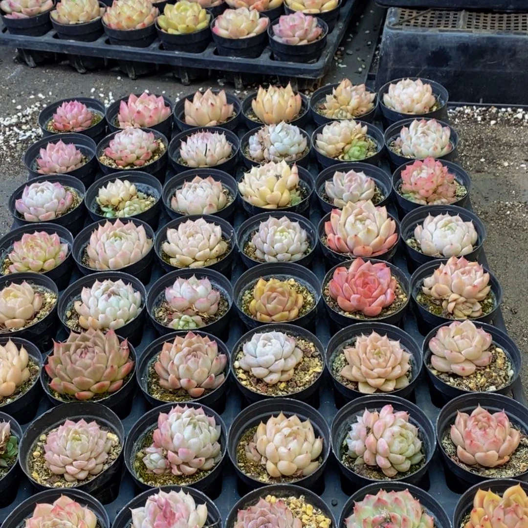 953分钟后用清水洗净切块备用