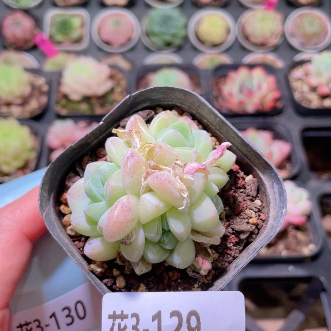 花利美3-129冰玉