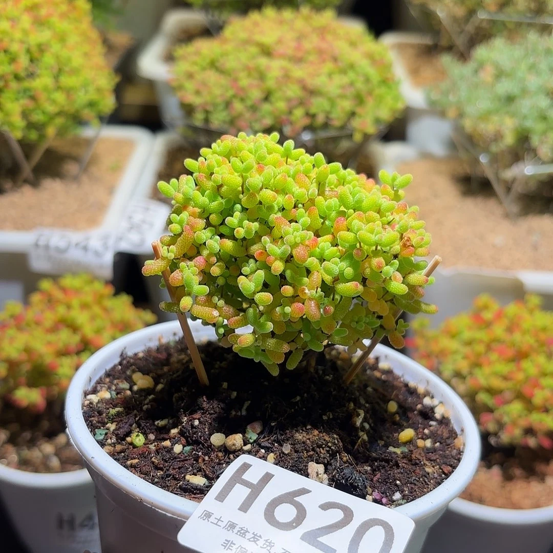 枝干番杏密橘糖球H620