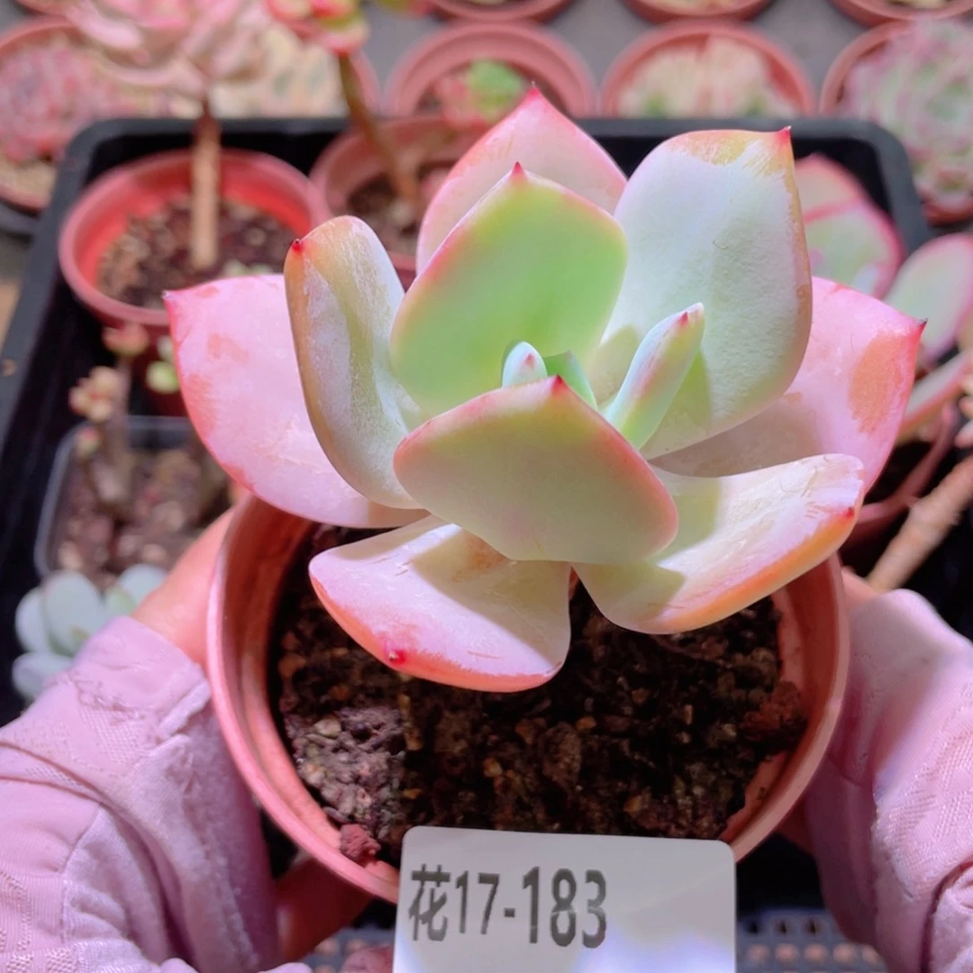花利美17-183白凤