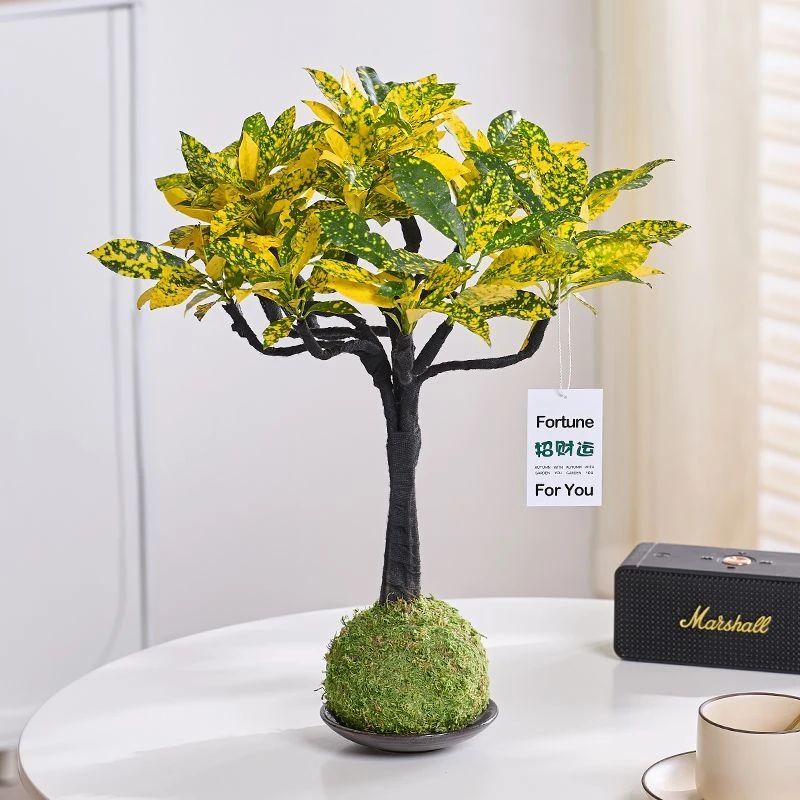【黄绿闪耀】造型黄金万两苔藓球室内植物盆栽花卉绿植阳台招财变