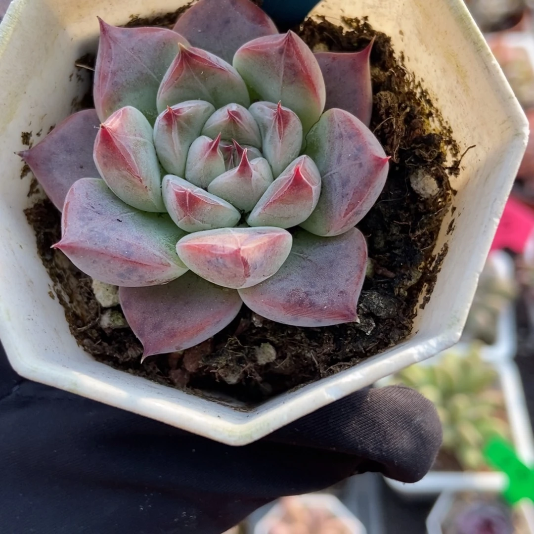 719婚戒多肉植物多肉