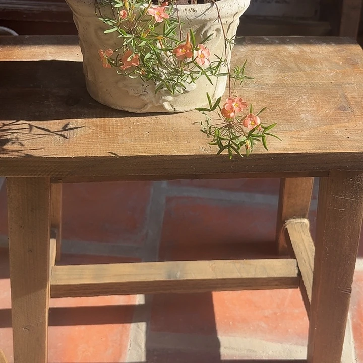 许纯的花房椭圆白色