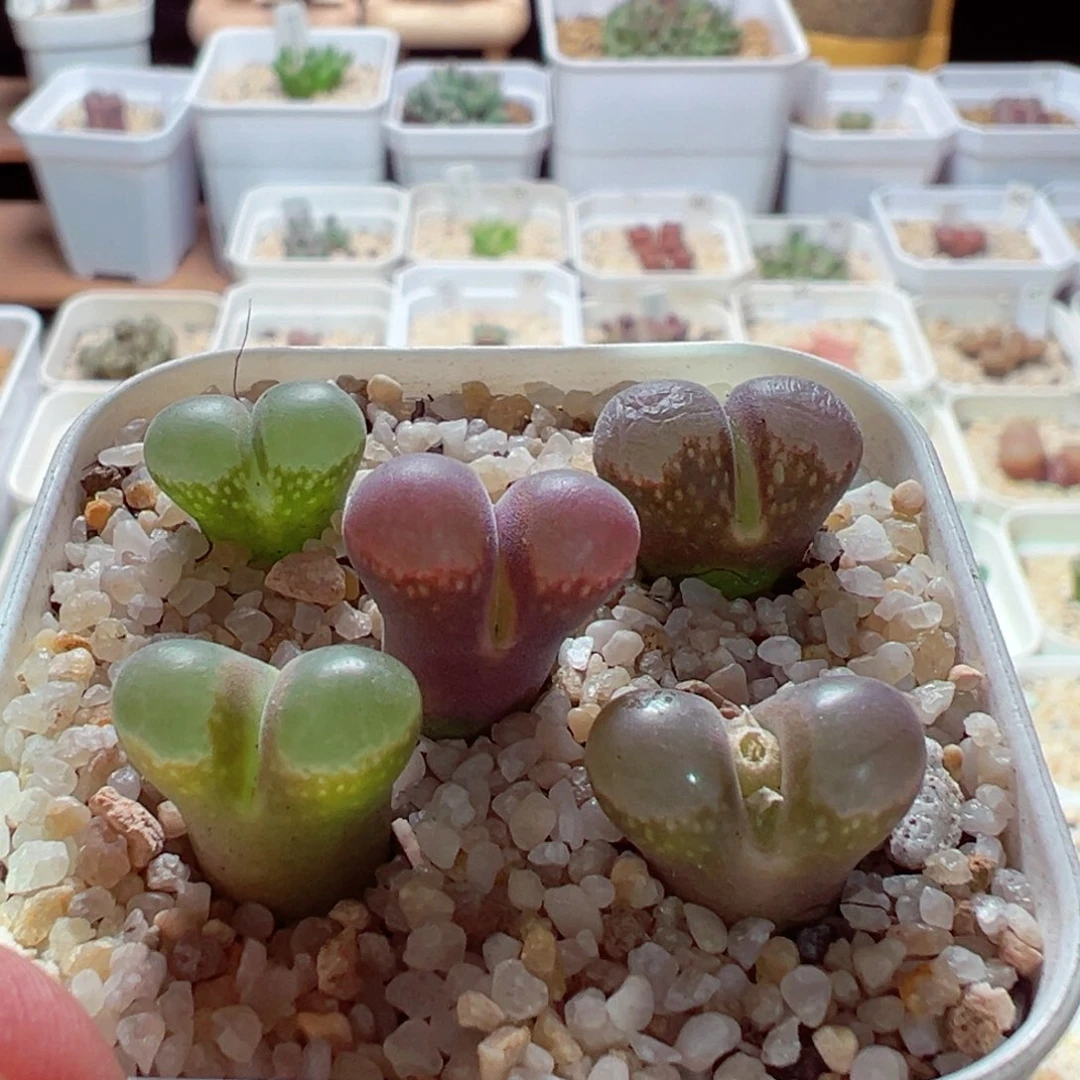 1214-134多肉多日风铃