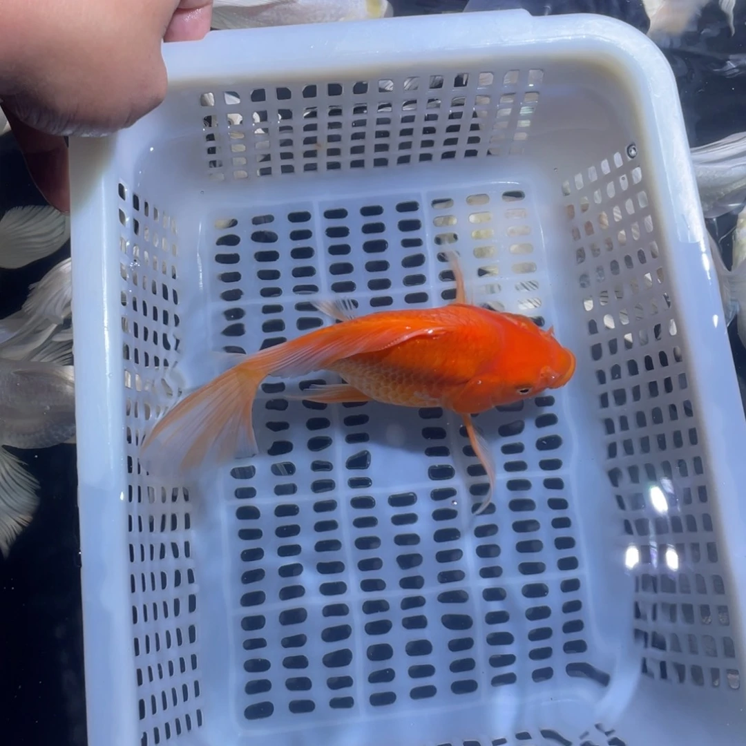 蝴蝶鲤曾*生红色微瑕蝴蝶鲤