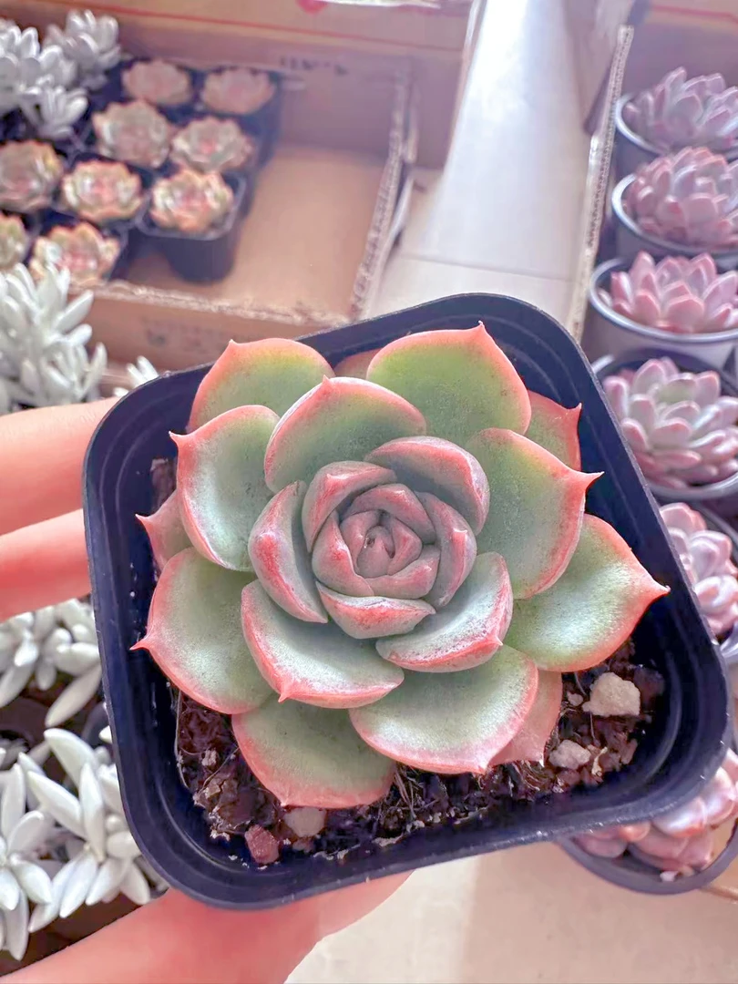 法兰西玫瑰多肉植物 （满9.9元包邮发货）