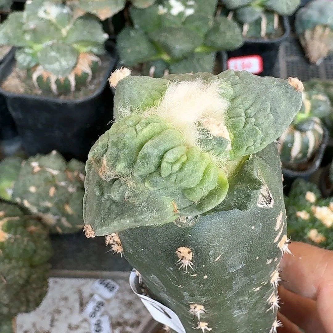 【闪购商品】无花朵栗源怒涛848