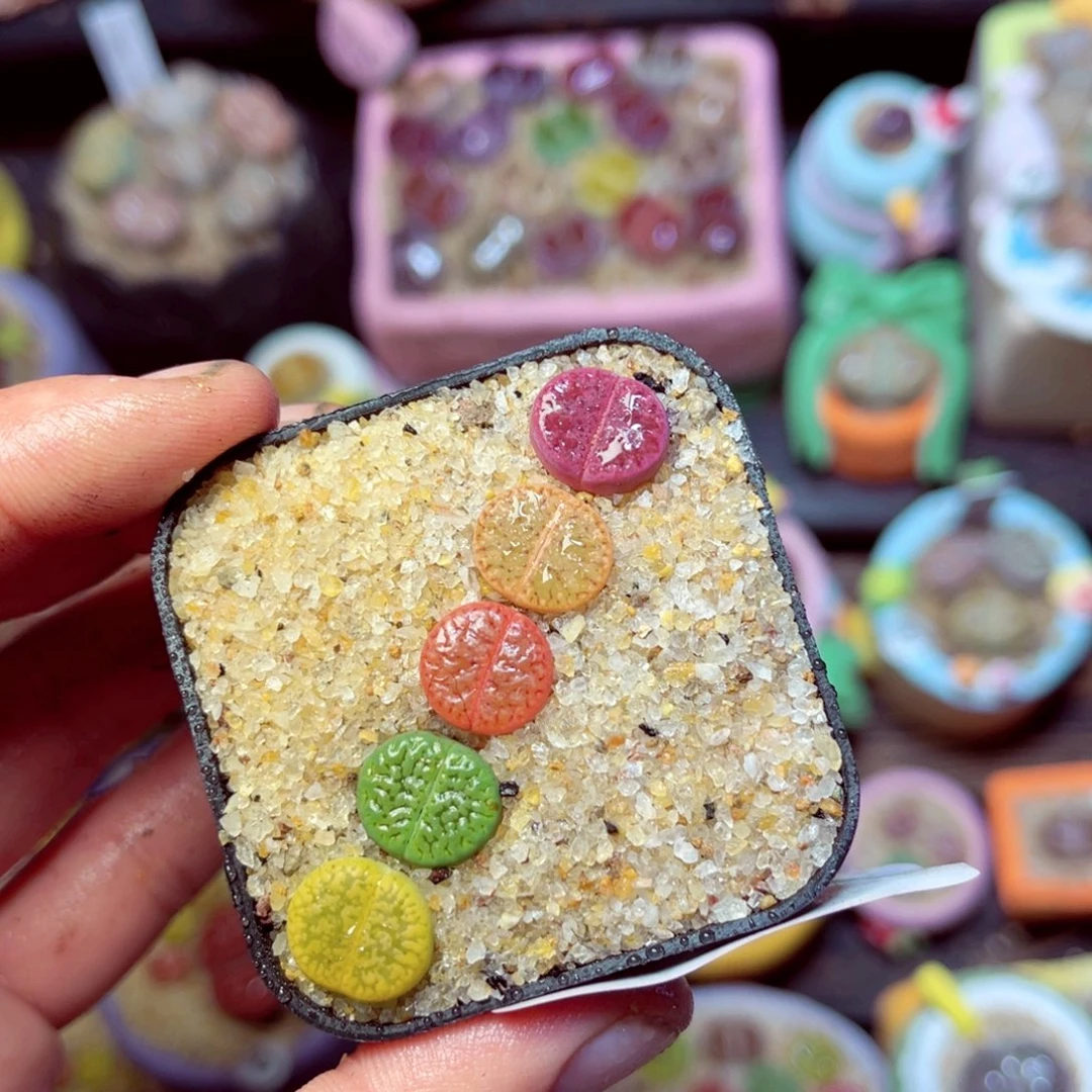 164生石花带盆发1