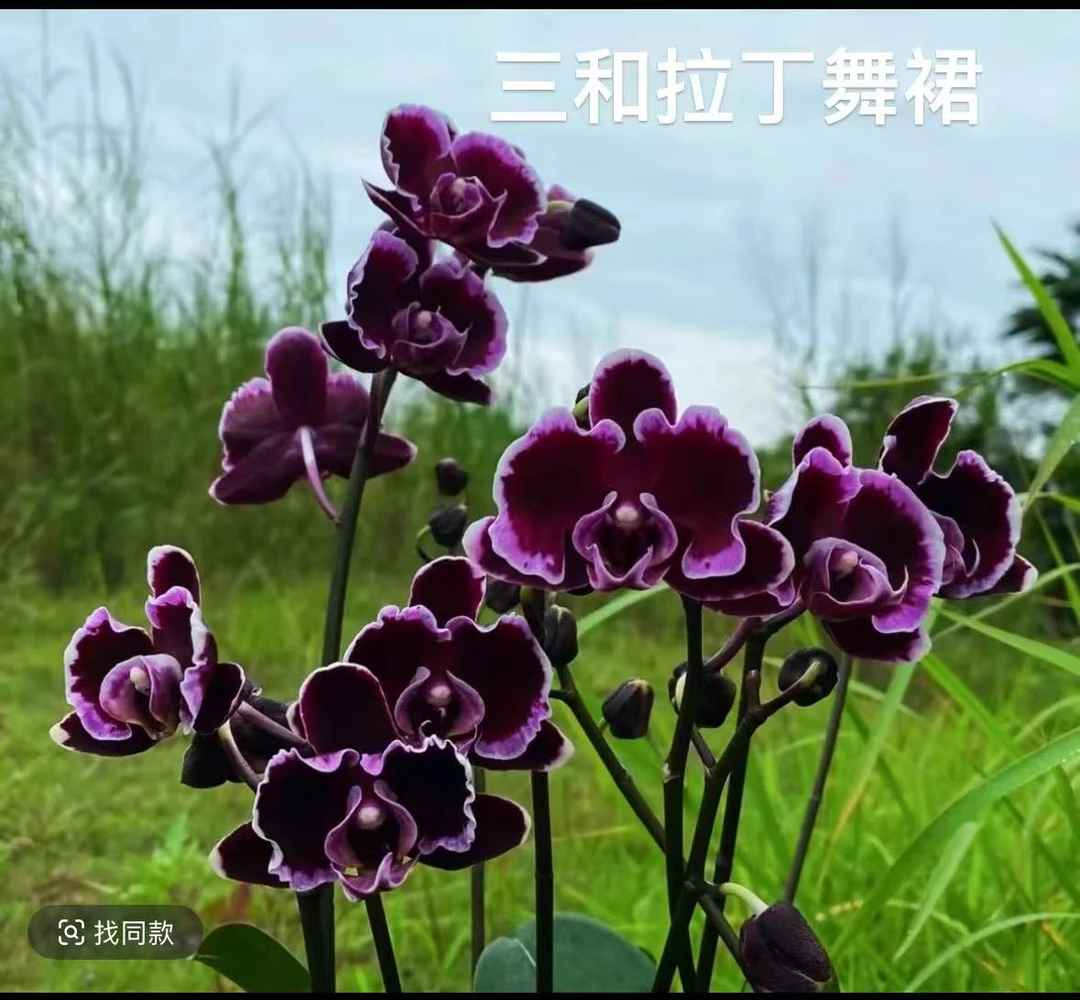 【三和拉丁舞群带花】2.8寸杯花苞高端稀有兰花蝴蝶兰绿植盆栽花