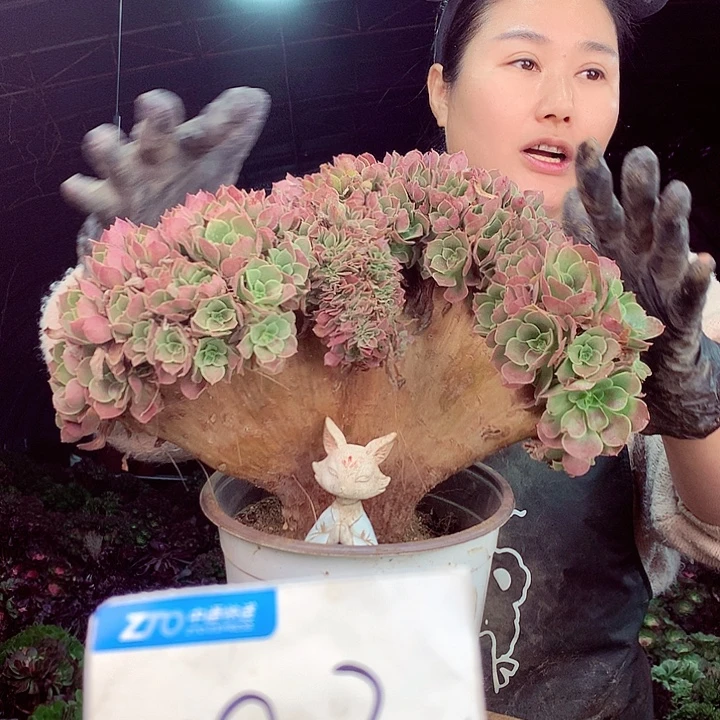 柒柒精品多肉脱土发货不包断侧枝002