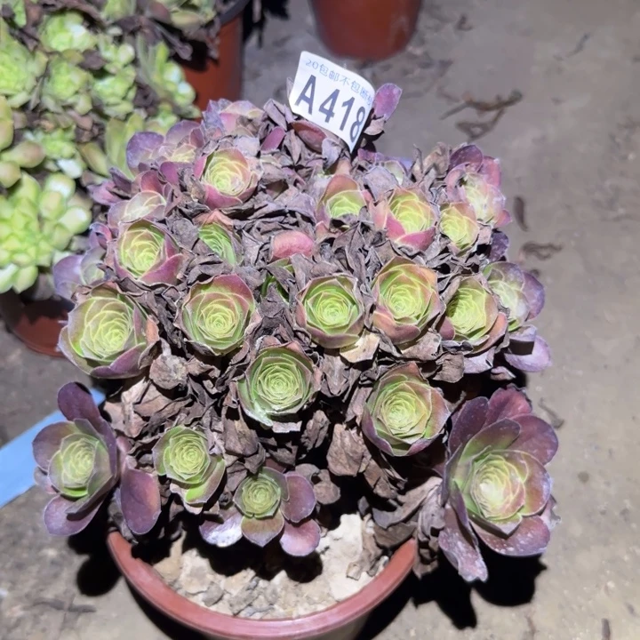 魅金玫瑰！不包断枝……多肉植物