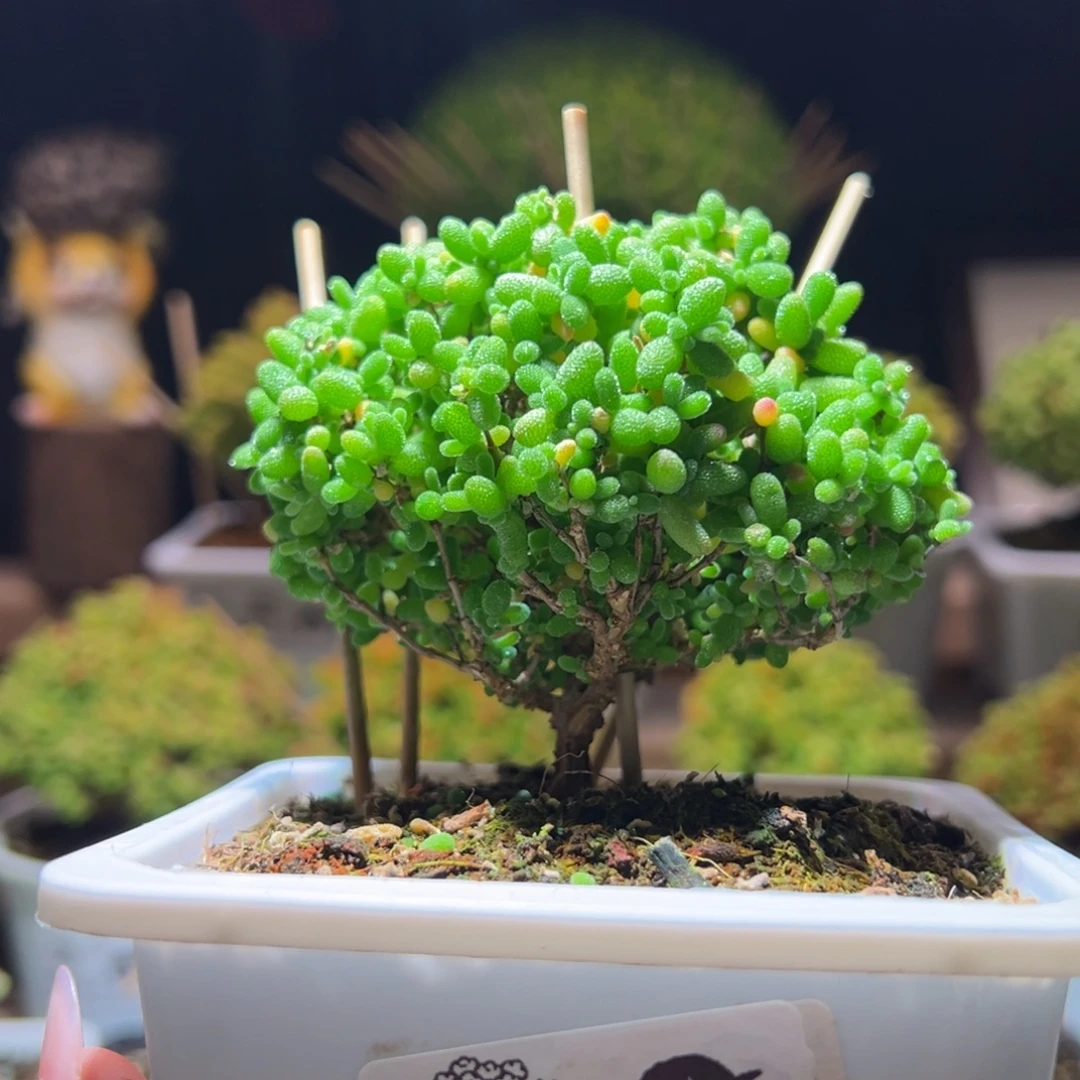 471蜜橘一物一拍带盆土发货