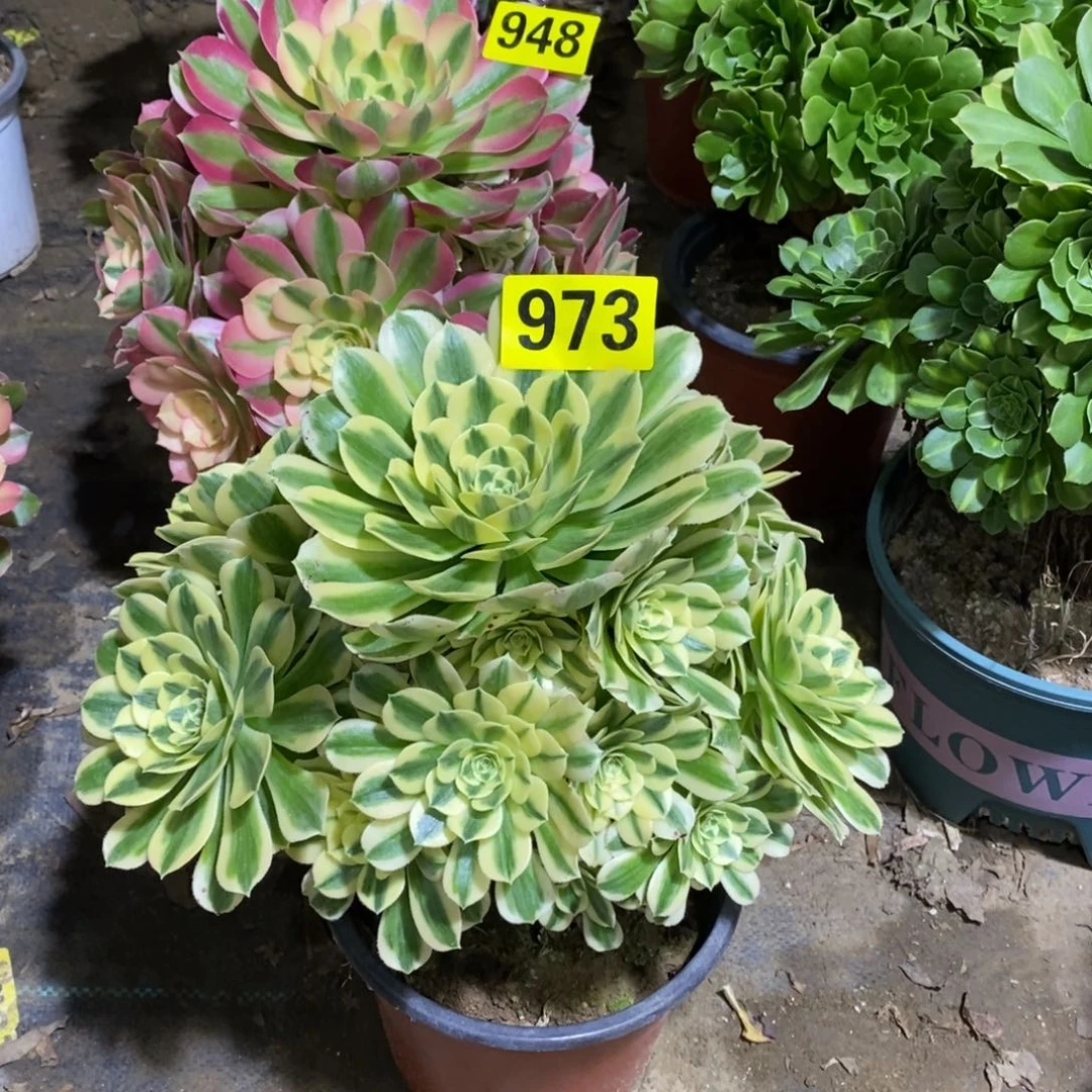 迈巴赫多肉法师973