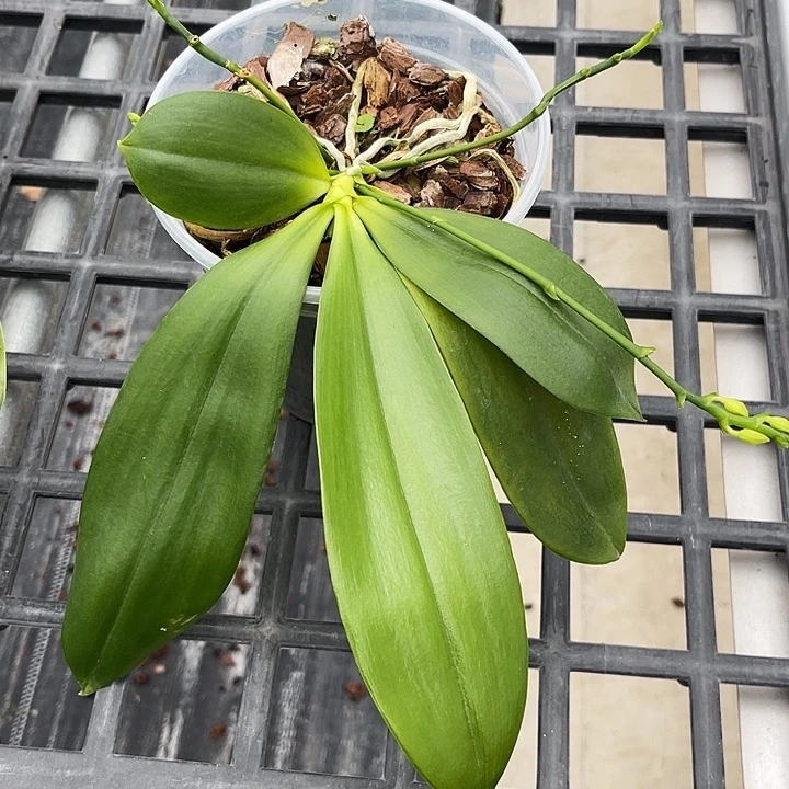 全部花苞盲盒盾花