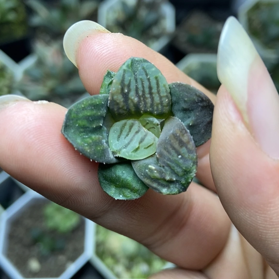 哥谭市是是是是是是是是是寿