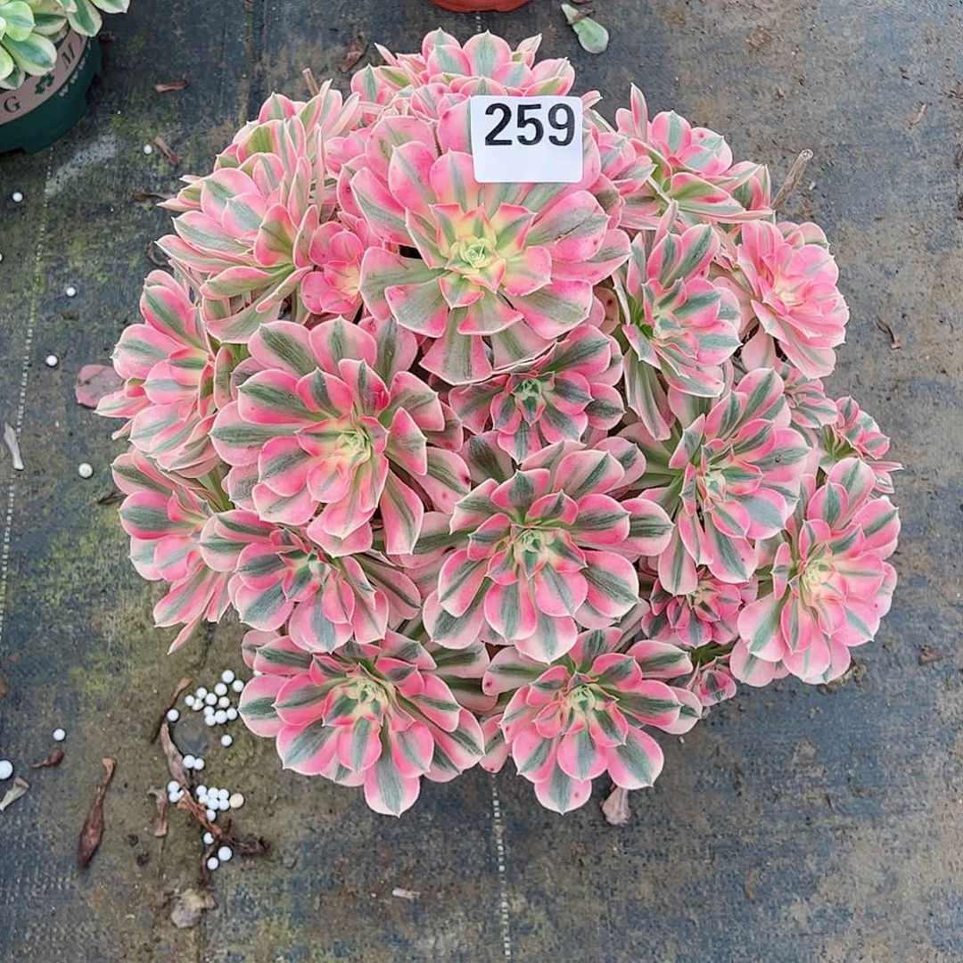 无花朵多肉植物259