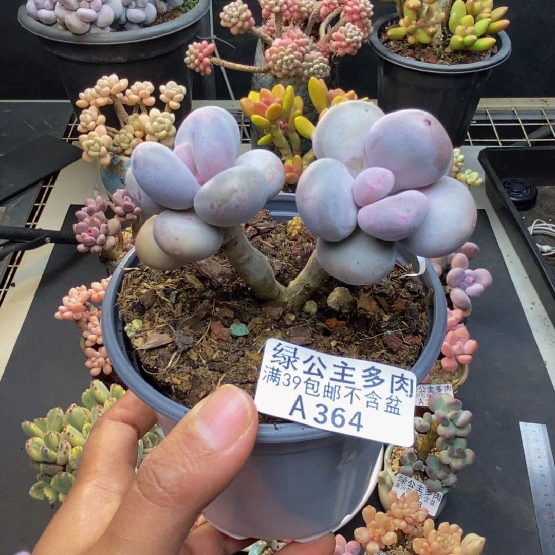 364彩虹奶多肉6c m