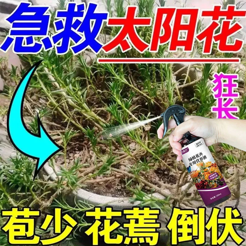 【急救】太阳花通用营养液高效专用防掉苞花蔫倒伏开花慢免稀释肥料
