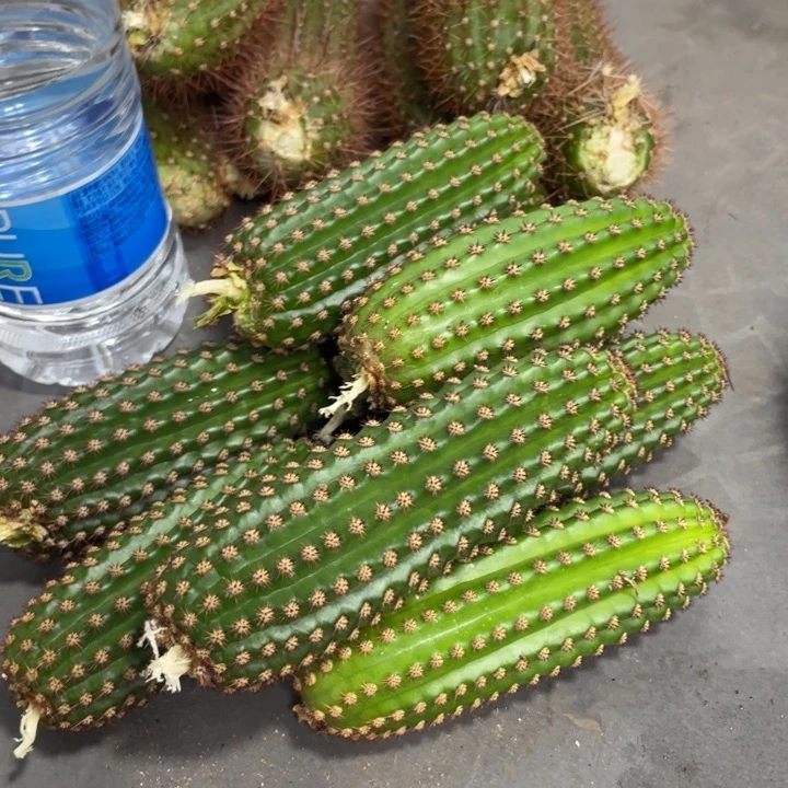 进口金妞金1侧芽一个