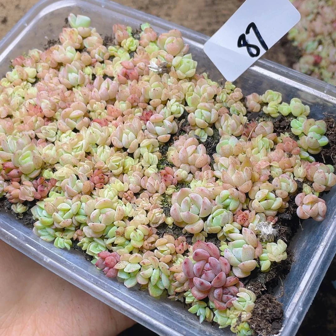 至***！量拍多肉植物多肉植物87