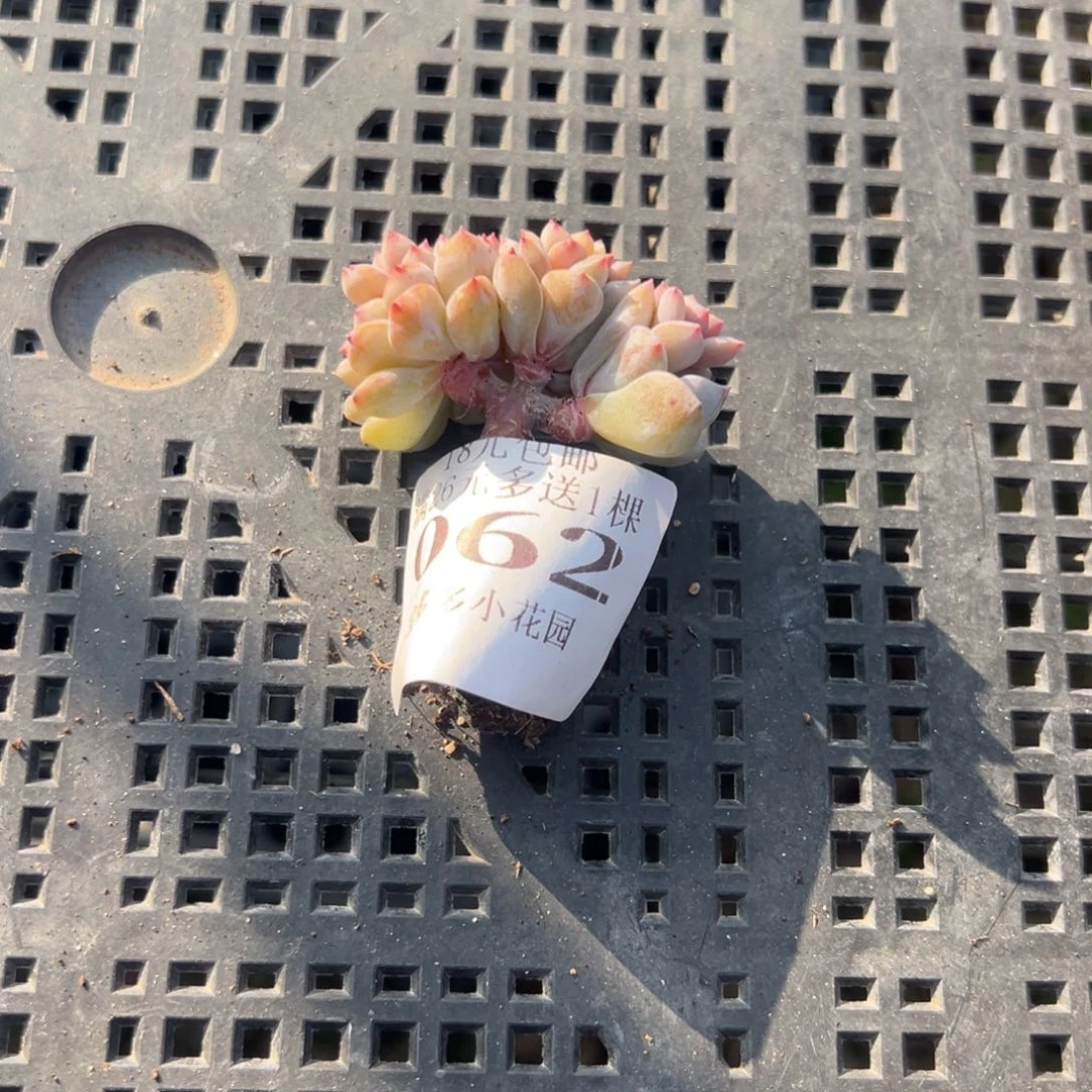 062号小老庄多肉一物一拍
