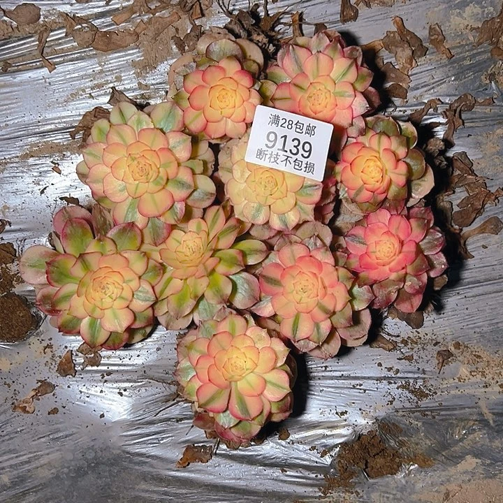 9139荔枝单头十颗