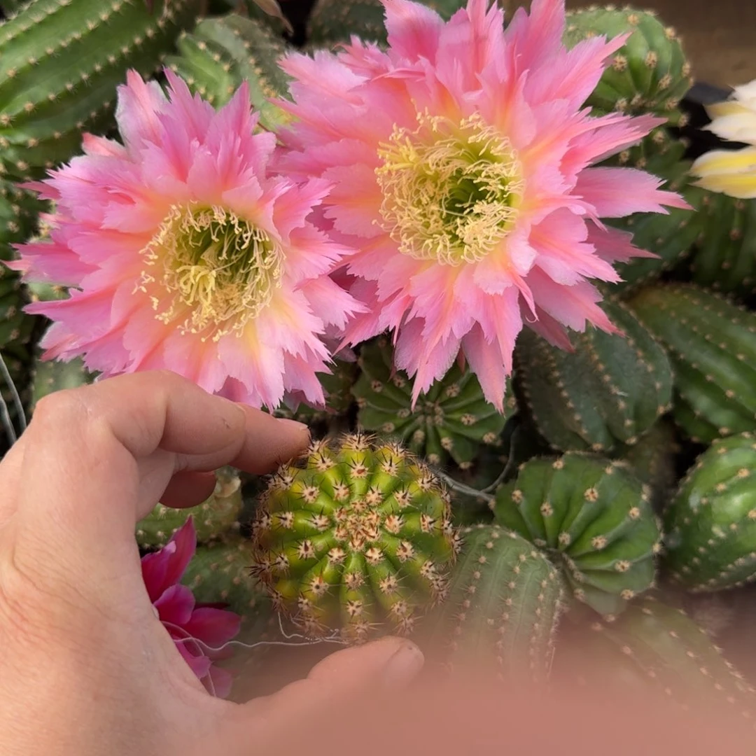 毛花柱紫薇星歪无根侧牙4到5公分左右，20包邮