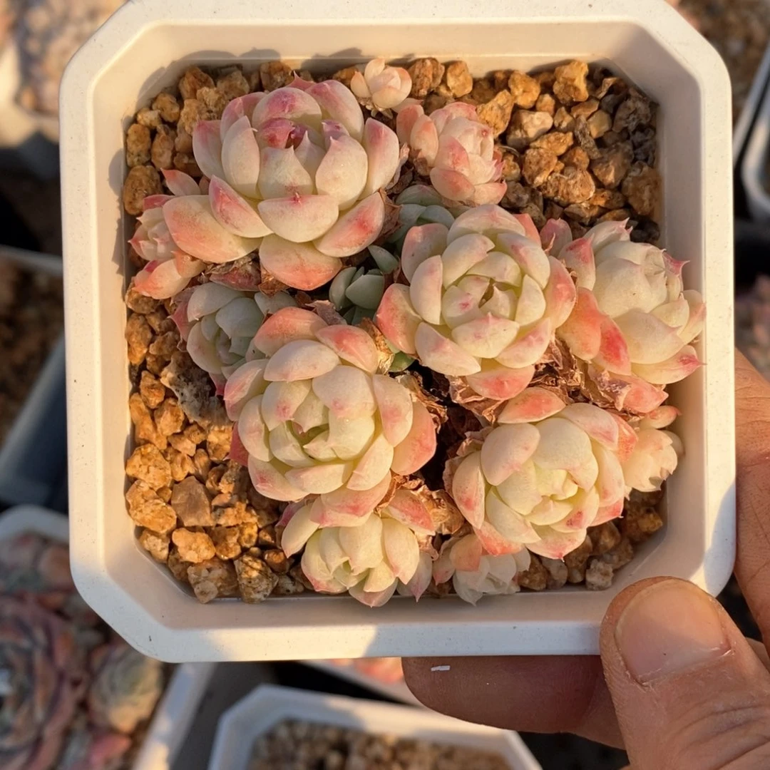 精品多肉一物一拍不包整90