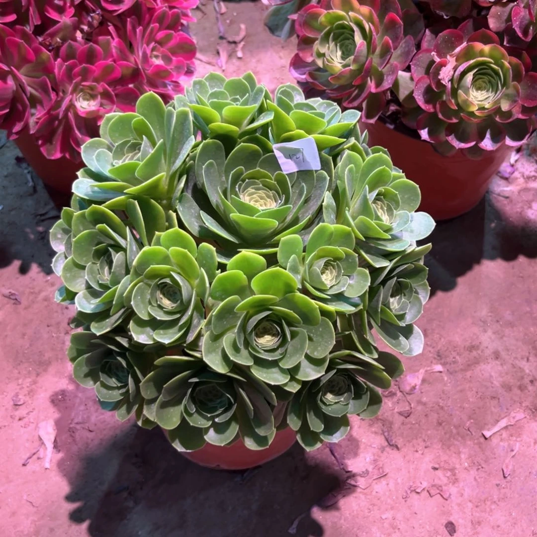 多肉植物阳光玫瑰127