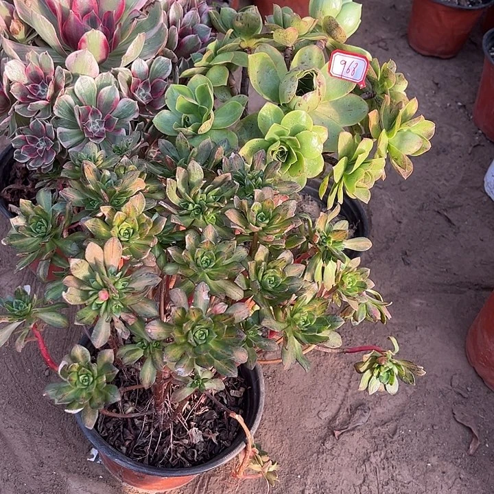 好968多肉植物组合，