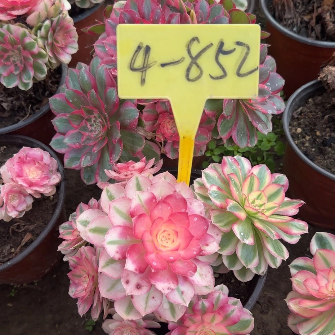 4-852---倾城多头多肉植物