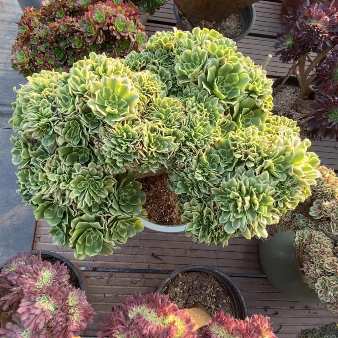 无花朵绿豆沙朵缀