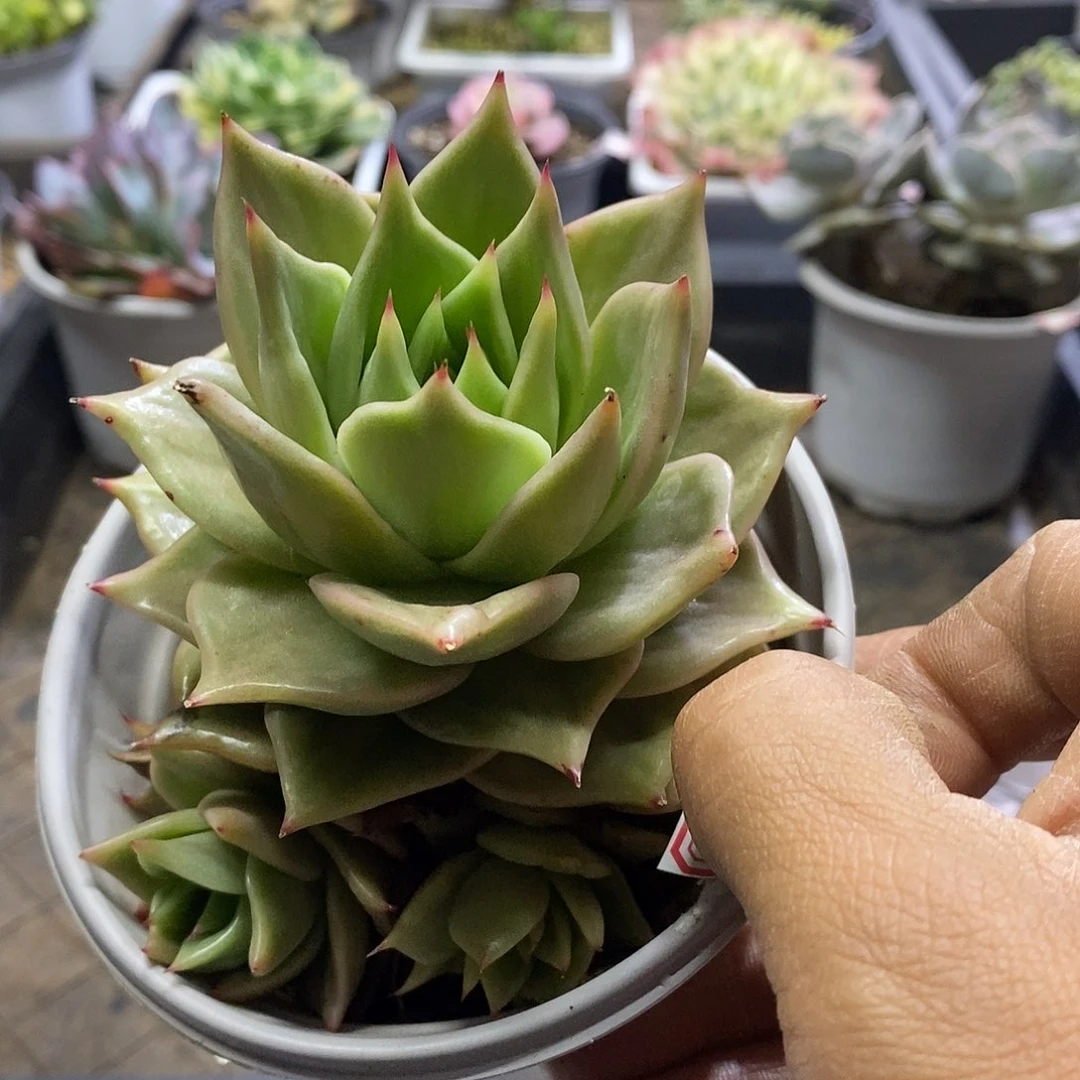 0490星星锦多肉植物