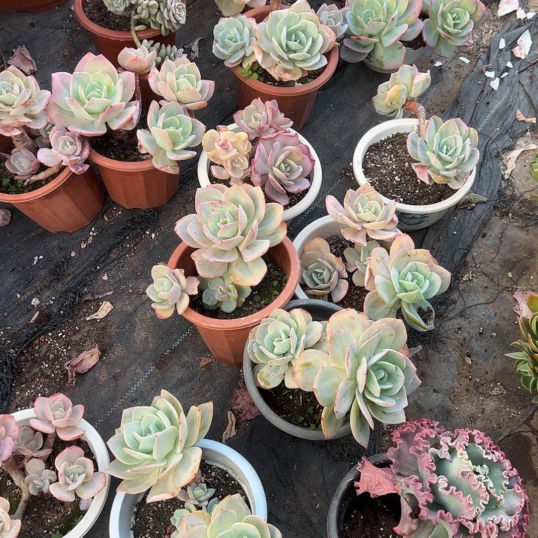 白凤裸根发货。   要的来挑