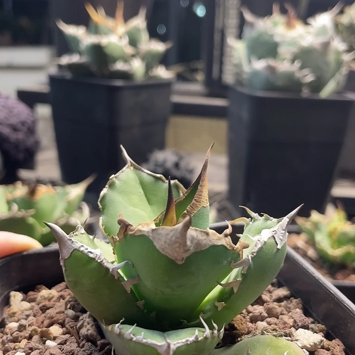 白犀牛888888888888