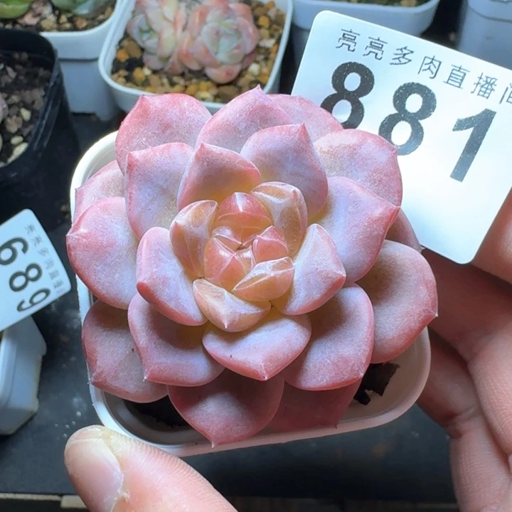 琥珀            多肉植物