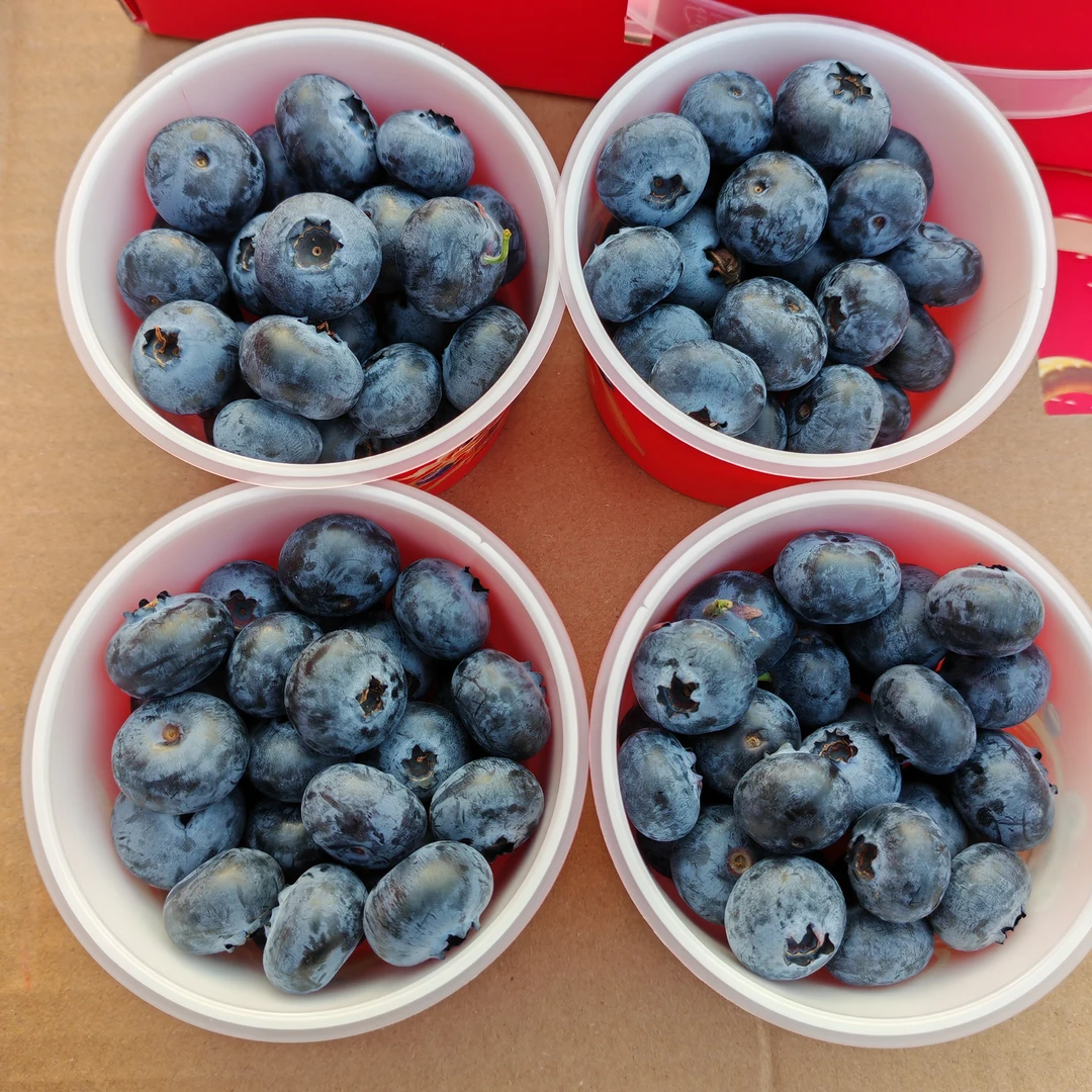 国产云南花香蓝莓100g一盒顺丰包邮