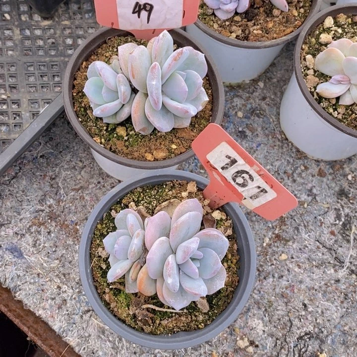 49 161号韩版奶茶2颗