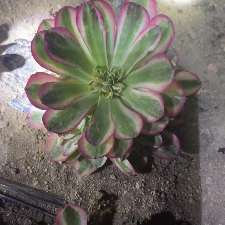 方*&玉姿摘心多肉多肉植物