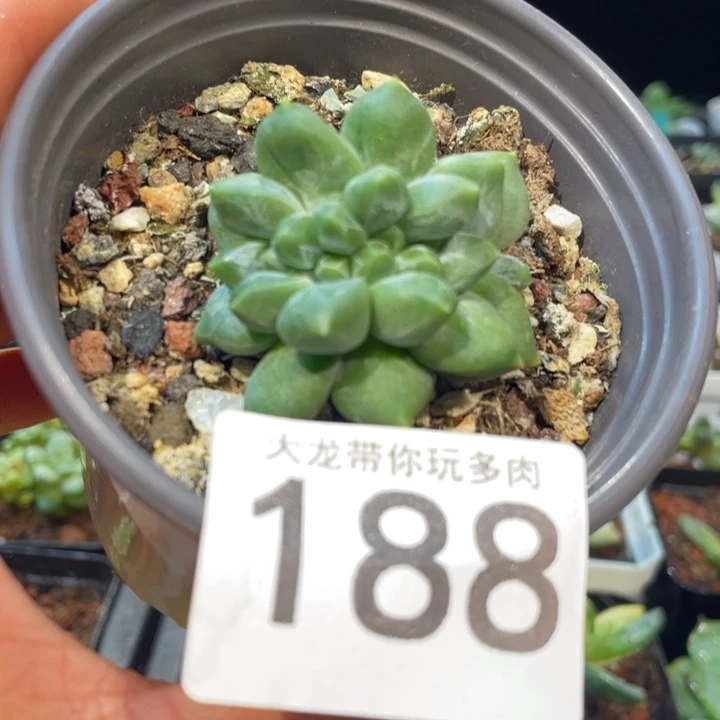 重楼龙头缀188号的啊啊啊多肉