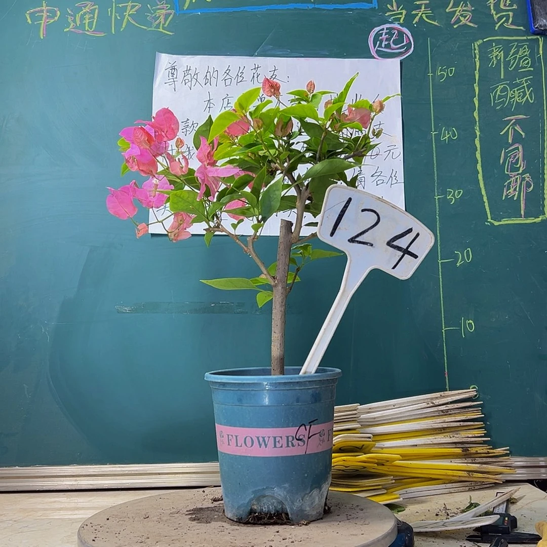 当前无花栽培后可以开花橙粉公主124