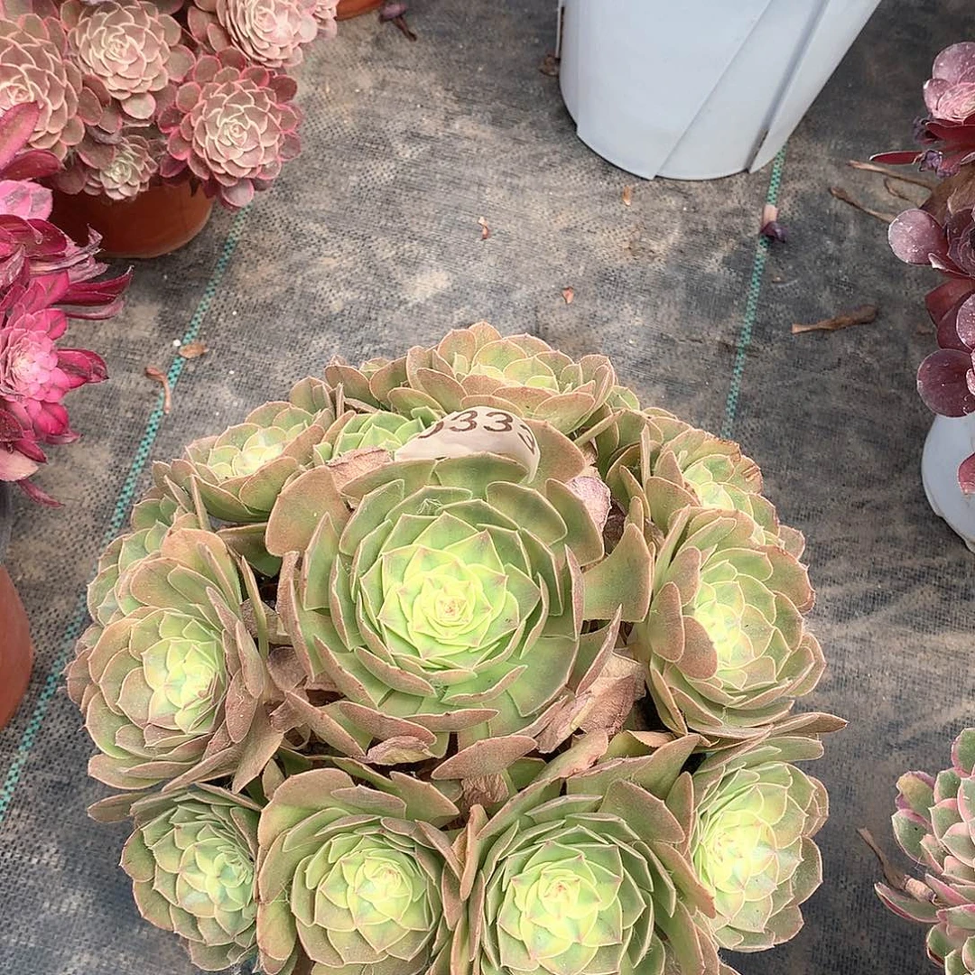 常*333.雨荷多肉植物