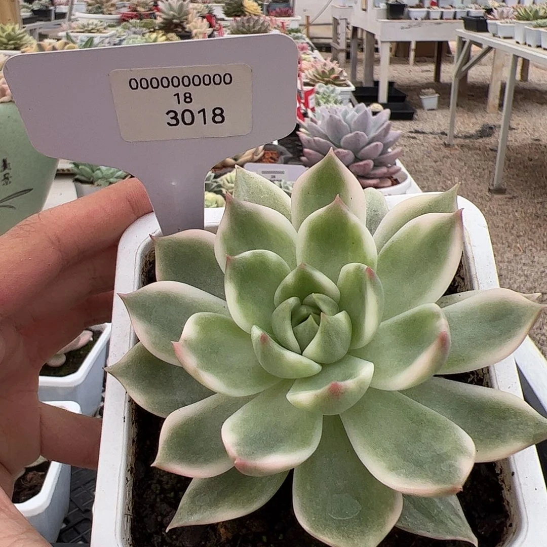 3018号琉璃展多肉植物
