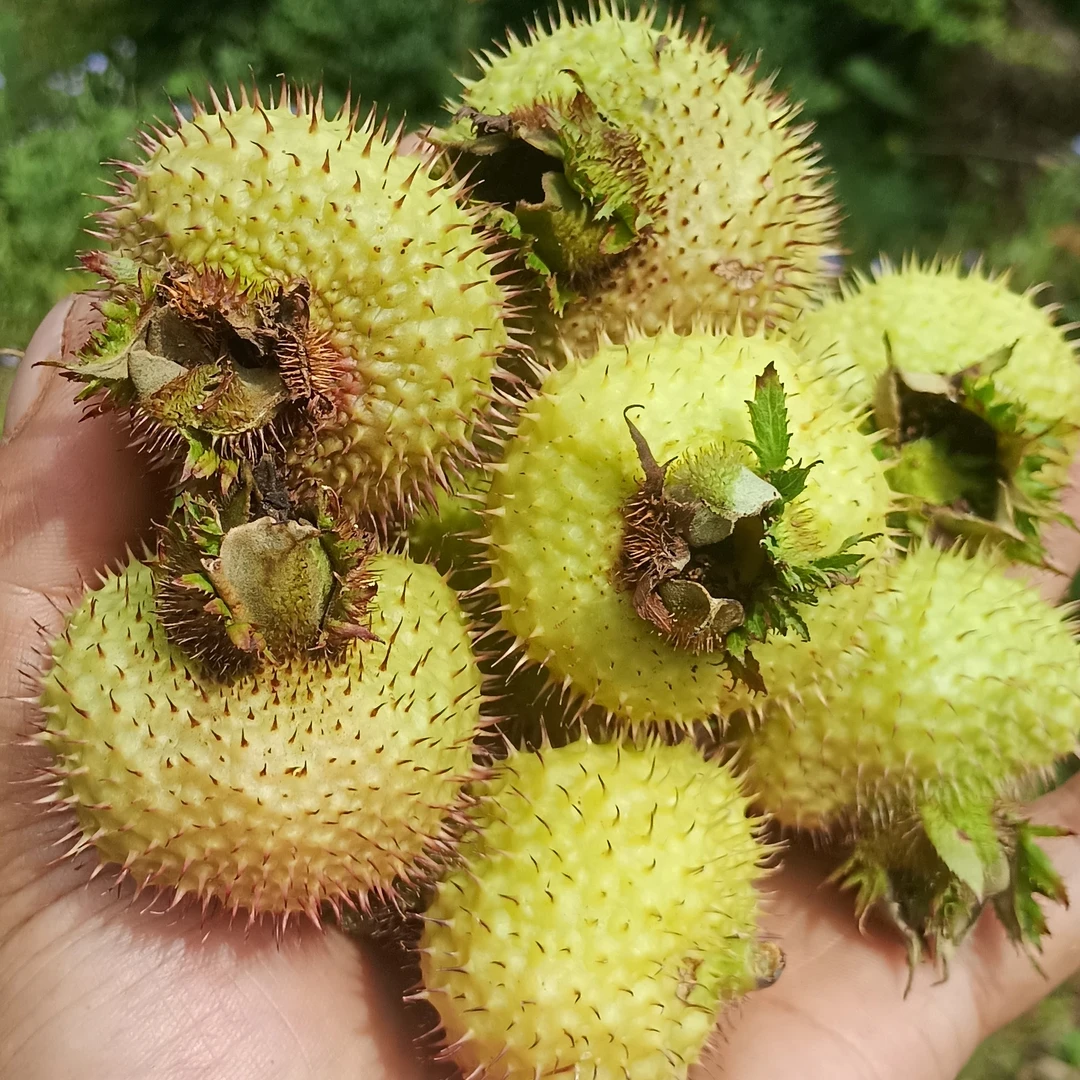 贵州新鲜刺梨高原特产鲜果可泡水泡酒煮茶还能生吃晒干储存水果