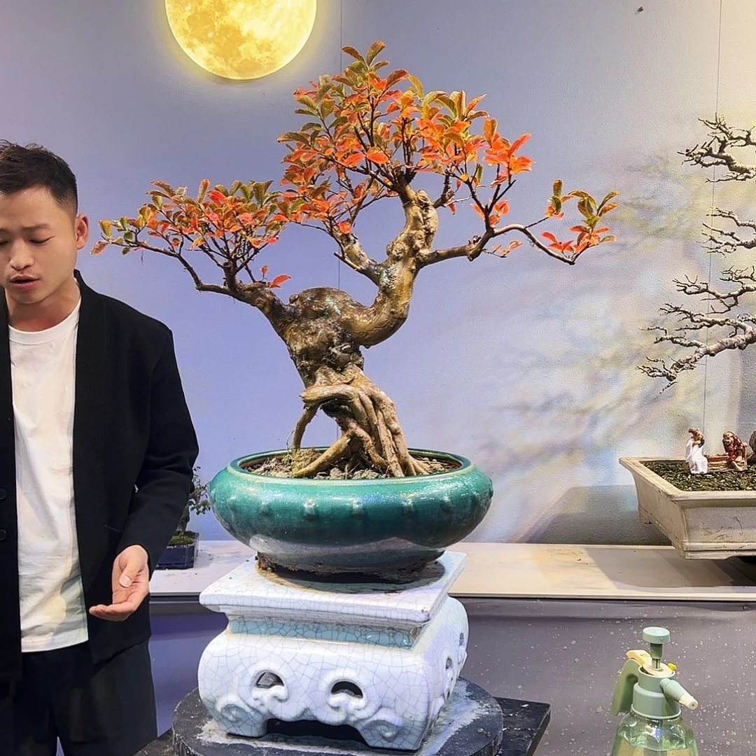 啊***三无花朵精品老桩紫薇树种