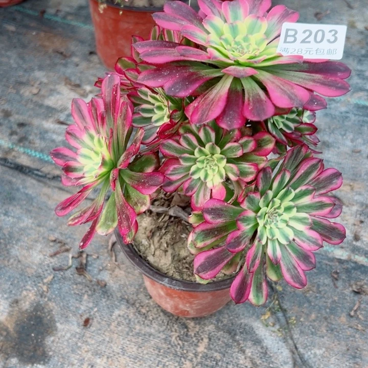 203祝融多肉植物