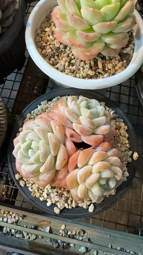 冰玉3头 多肉植物
