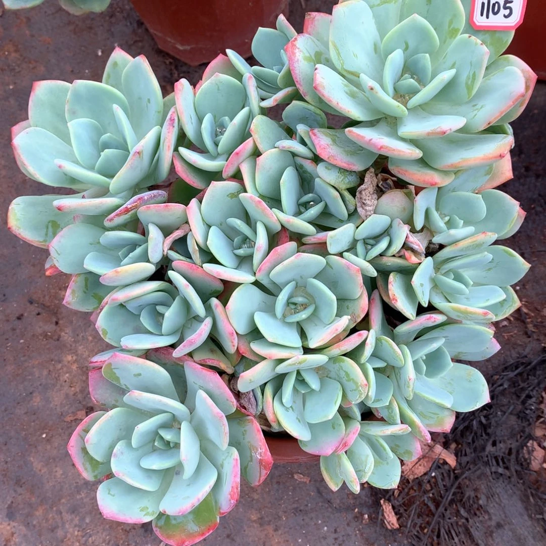 白月光1105晓晓一物一拍