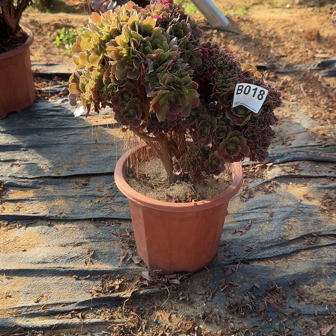 018火玫瑰朵朵一颗满28包邮