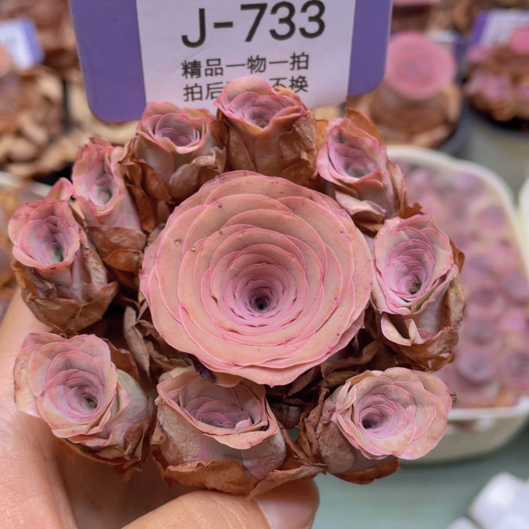 山地玫瑰J733满38包邮裸根发货